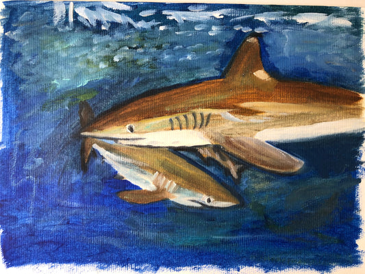 Silky shark original sketch I by S Valenti