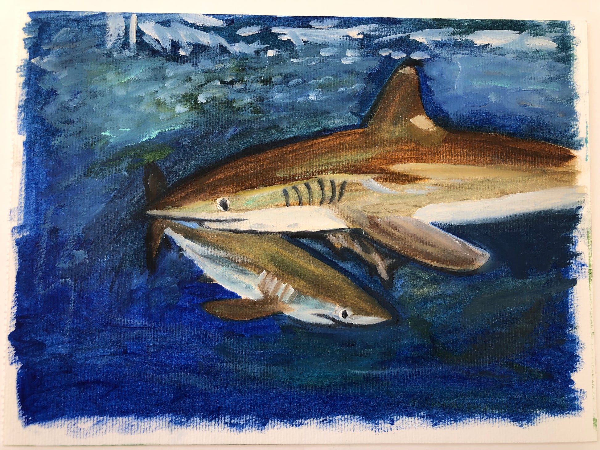 Silky shark original sketch I by S Valenti unframed